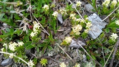 Galium noricum