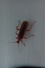 Dendroides ephemeroides