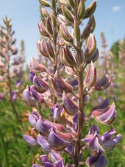 Lupinus albicaulis