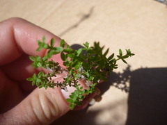 Galium porrigens porrigens