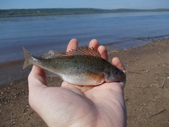 Gymnocephalus cernua