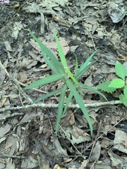 Thyrsanthella difformis