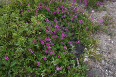 Hedysarum hedysaroides arcticum