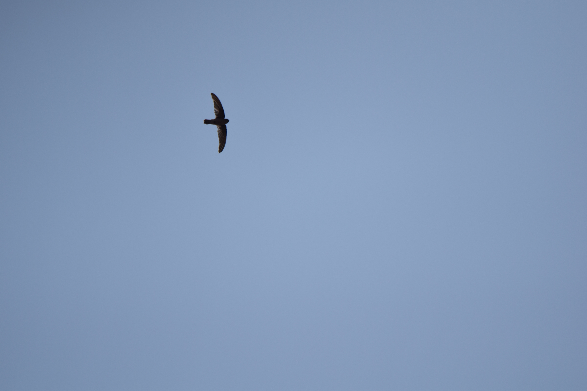 Edible-nest Swiftlet