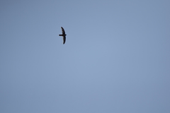 Aerodramus germani