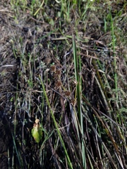 Juncus megacephalus
