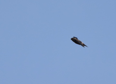 Aerodramus germani