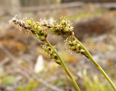 Carex concinna