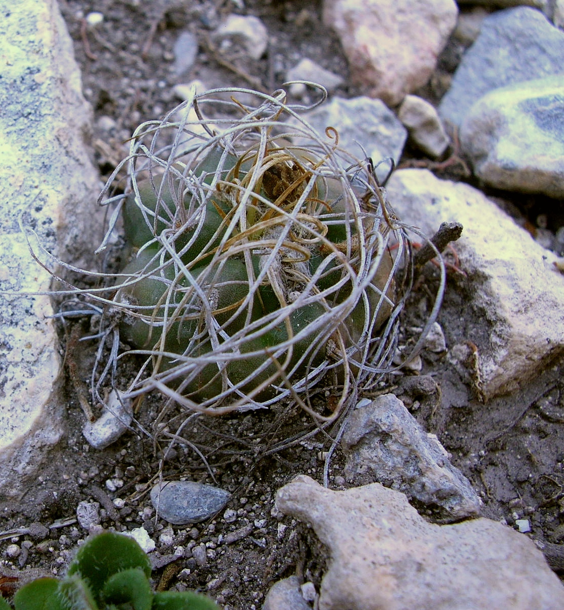 Turbinicarpus pseudomacrochele