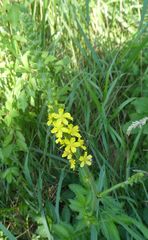 Agrimonia eupatoria