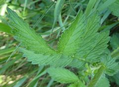 Agrimonia eupatoria