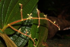 Miconia mailynii