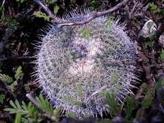 Mammillaria parkinsonii