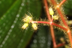 Miconia mailynii