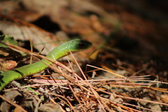 Drymobius chloroticus