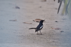 Copsychus saularis