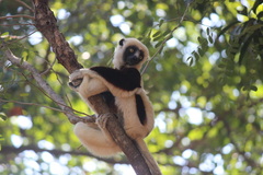 Propithecus coquereli