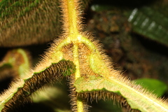 Miconia mailynii