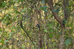 Cyornis hainanus