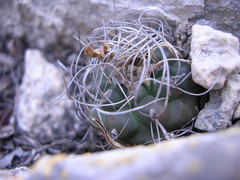 Turbinicarpus pseudomacrochele