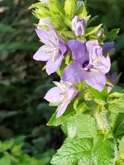 Campanula trachelium