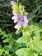 Campanula trachelium