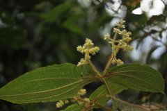 Miconia mailynii