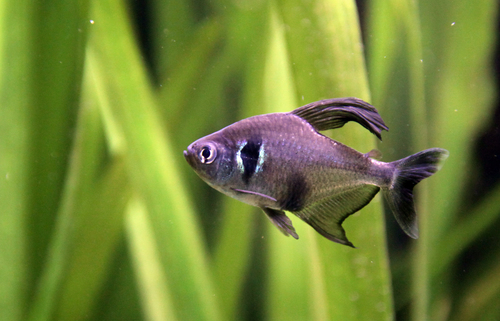 Black phantom tetra