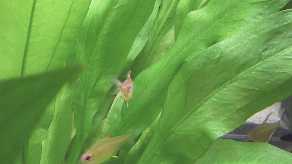 Tétra citron (Hyphessobrycon pulchripinnis)