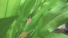 Lemon Tetra photo 2