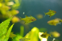 Lemon Tetra photo 3