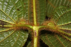 Miconia mailynii
