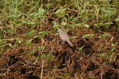 Geopelia striata