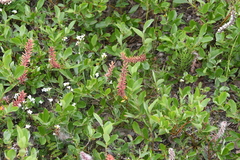 Salix saxatilis