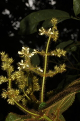 Miconia mailynii
