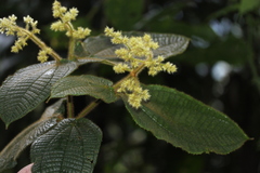 Miconia mailynii