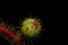 Miconia mailynii