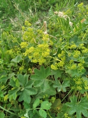 Alchemilla altaica