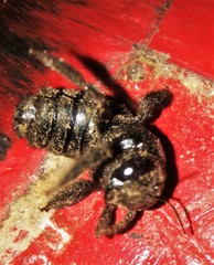 Xylocopa splendidula