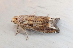Epiblema abruptana