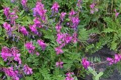 Hedysarum hedysaroides arcticum