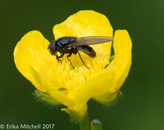 Cheilosia albitarsis