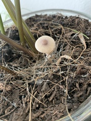 Leucocoprinus ianthinus