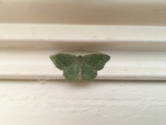 Thalera pistasciaria