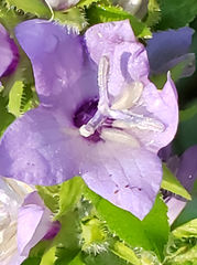 Campanula trachelium