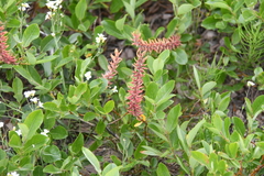Salix saxatilis