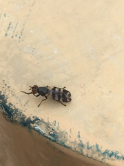 Ceroxys urticae