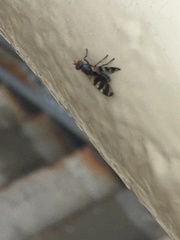 Ceroxys urticae