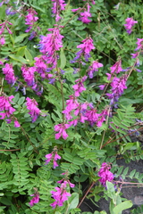 Hedysarum hedysaroides arcticum