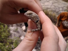 Sceloporus merriami